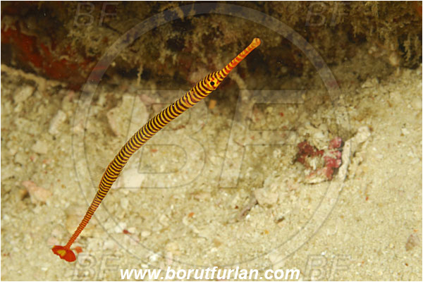 Komodo, Indonesia, Dunckerocampus dactyliophorus, Dunckerocampus, Syngnathidae, Banded Pipefish, Pipefish, Fish