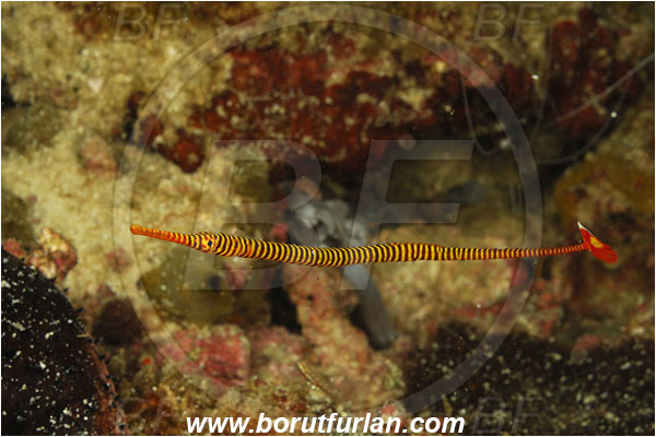 Komodo, Indonesia, Dunckerocampus dactyliophorus, Dunckerocampus, Syngnathidae, Banded Pipefish, Pipefish, Fish