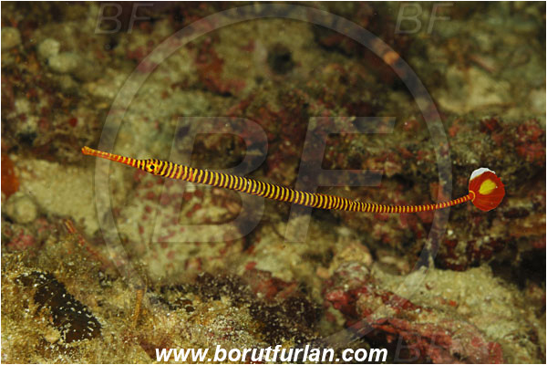 Komodo, Indonesia, Dunckerocampus dactyliophorus, Dunckerocampus, Syngnathidae, Banded Pipefish, Pipefish, Fish