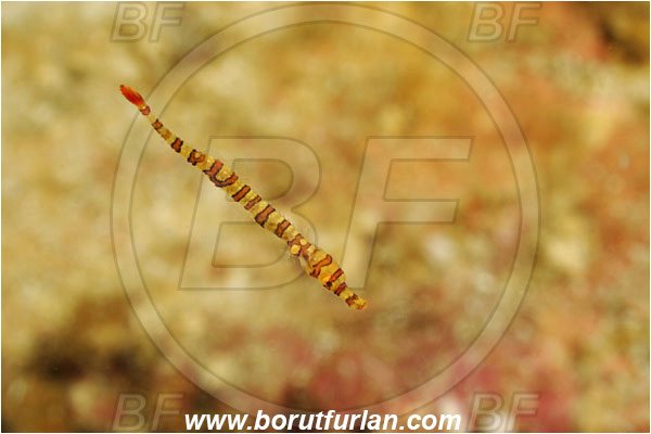 Komodo, Indonesia, Dunckerocampus dactyliophorus, Dunckerocampus, Syngnathidae, Banded Pipefish, Pipefish, Fish, Juvenile