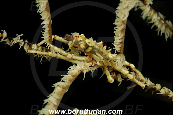 Komodo, Indonesia, Xenocarcinus tuberculatus, Xenocarcinus, Epialtidae, Decapoda, Whip Coral Spider Crab, Crab, Crustacea, Crustacean