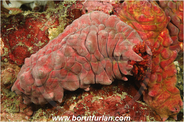 Komodo, Indonesia, Colochirus crassus, Colochirus, Cucumariidae, Candy Cucumber, Sea Cucumber, Holothuroidea, Holothurian, Echinodermata, Echinoderm