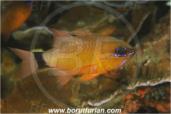 Komodo, Indonesia, Ostorhinchus aureus, Ostorhinchus, Apogonidae, Ring-tailed cardinalfish, Cardinalfish, Fish