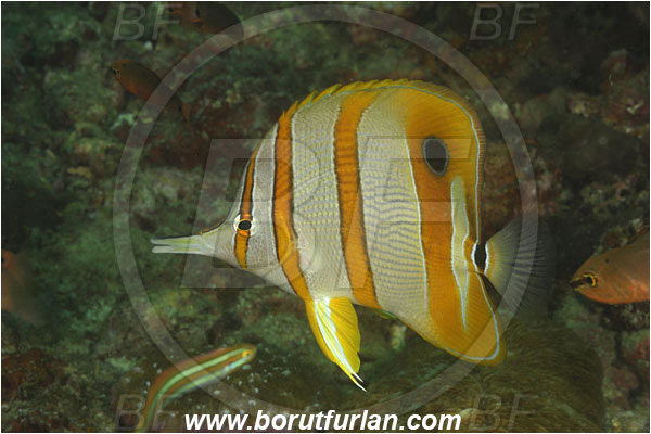 Komodo, Indonesia, Chelmon rostratus, Chelmon, Chaetodontidae, Copperband butterflyfish, Butterflyfish, Fish