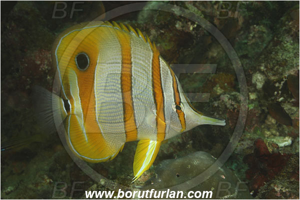 Komodo, Indonesia, Chelmon rostratus, Chelmon, Chaetodontidae, Copperband butterflyfish, Butterflyfish, Fish