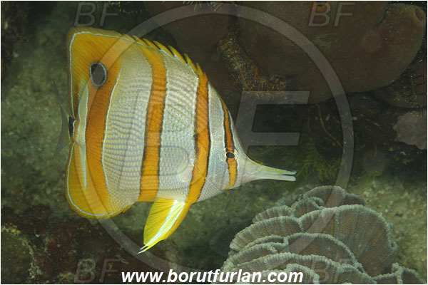 Komodo, Indonesia, Chelmon rostratus, Chelmon, Chaetodontidae, Copperband butterflyfish, Butterflyfish, Fish