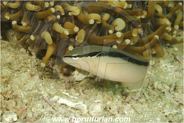 Komodo, Indonesia, Pseudochromis perspicillatus, Pseudochromis, Pseudochromidae, Blackstripe Dottyback, Dottyback, Fish