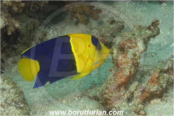 Komodo, Indonesia, Centropyge bicolor, Centropyge, Pomacanthidae, Bicolor Angelfish, Angelfish, Fish
