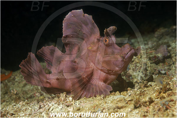 Komodo, Indonesia, Rhinopias eschmeyeri, Rhinopias, Scorpaenidae, Eschmeyer