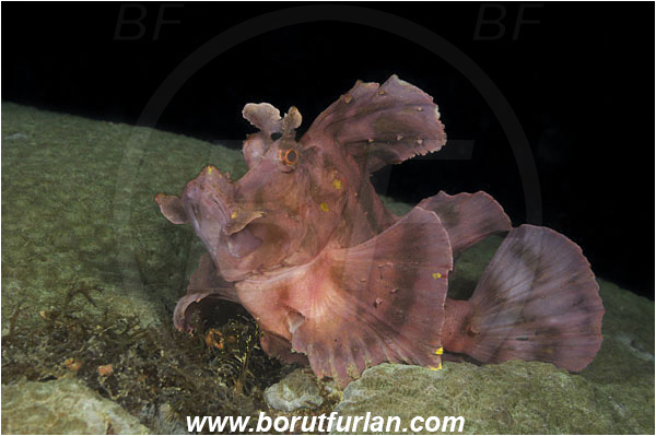 Komodo, Indonesia, Rhinopias eschmeyeri, Rhinopias, Scorpaenidae, Eschmeyer