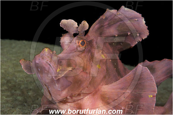 Komodo, Indonesia, Rhinopias eschmeyeri, Rhinopias, Scorpaenidae, Eschmeyer