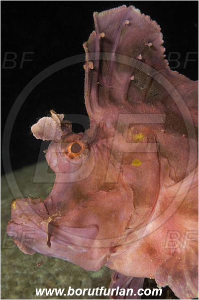 Komodo, Indonesia, Rhinopias eschmeyeri, Rhinopias, Scorpaenidae, Eschmeyer
