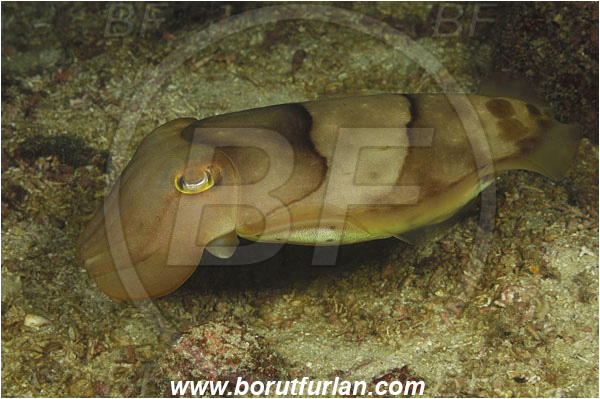 Komodo, Indonesia, Sepia latimanus, Sepia, Sepiidae, Cephalopoda, Mollusca, Mollusc, Broadclub Cuttlefish, Cuttlefish, Reef