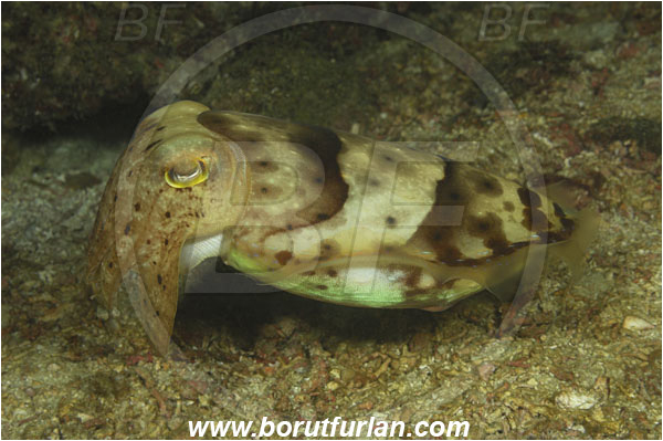 Komodo, Indonesia, Sepia latimanus, Sepia, Sepiidae, Cephalopoda, Mollusca, Mollusc, Broadclub Cuttlefish, Cuttlefish, Reef