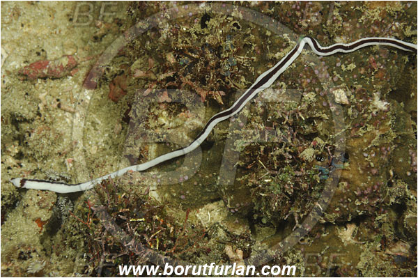 Komodo, Indonesia, Baseodiscus hemprichii, Baseodiscus, Valenciniidae, Pilidiophora, Nemertea, Ribbon worm