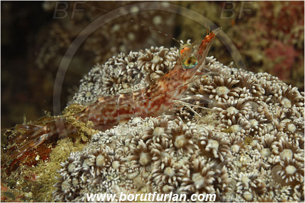 Komodo, Indonesia, Metapenaeopsis sp., Metapenaeopsis, Penaeidae, Decapoda, Humpback Prawn, Shrimp, Crustacea, Crustacean