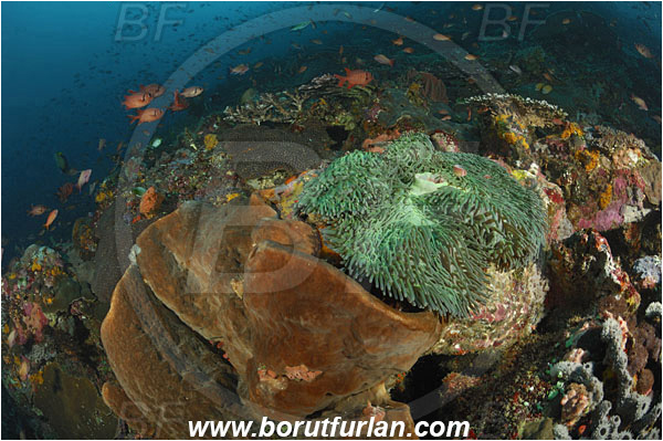 Komodo, Indonesia, Heteractis magnifica, Magnificent Sea Anemone, Anemone, Anthozoa, Cnidaria, Cnidarian, Reef, Fish school