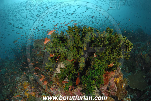 Komodo, Indonesia, Tubastraea micrantha, Tubastraea, Dendrophylliidae, Black sun coral, Coral, Anthozoa, Cnidaria, Cnidarian, Reef, Fish school