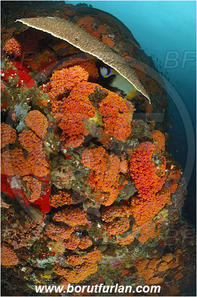 Komodo, Indonesia, Tubastraea faulkneri, Tubastraea, Dendrophylliidae, Sun coral, Cup coral, Coral, Anthozoa, Cnidaria, Cnidarian, Reef