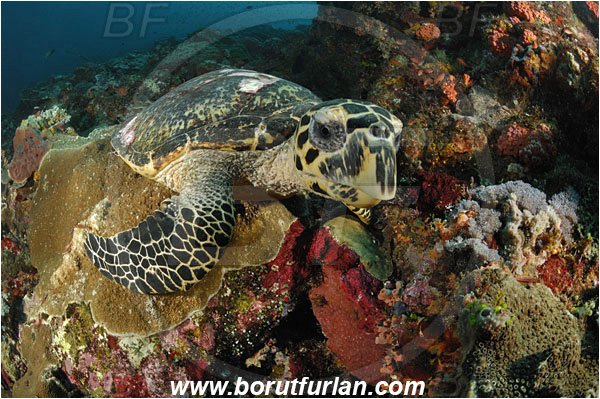 Komodo, Indonesia, Eretmochelys imbricata, Eretmochelys, Cheloniidae, Reptilia, Reptilian, Hawksbill Sea Turtle, Turtle, reef