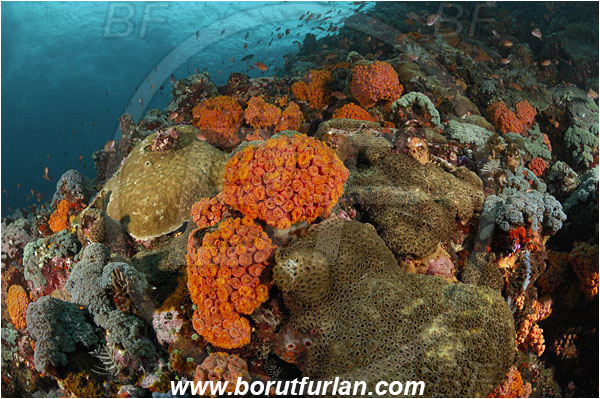 Komodo, Indonesia, Tubastraea faulkneri, Tubastraea, Dendrophylliidae, Sun coral, Cup coral, Coral, Anthozoa, Cnidaria, Cnidarian, Reef