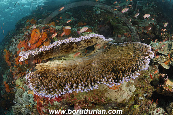 Komodo, Indonesia, Acropora acuminata, Acropora, Acroporidae, Table Coral, Coral, Anthozoa, Cnidaria, Cnidarian, Reef
