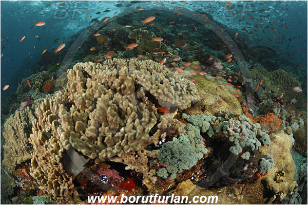 Komodo, Indonesia, Sinularia sp., Sinularia, Alcyoniidae, Digitate leather coral, Leather coral, Coral, Cnidaria, Cnidarian, Reef, Fish school