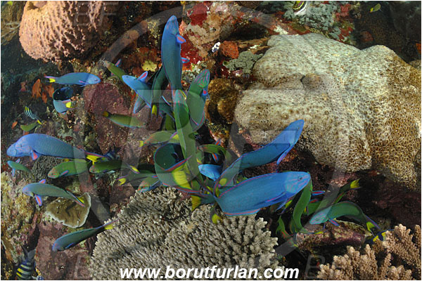 Komodo, Indonesia, Thalassoma lunare, Thalassoma, Labridae, Lyretail Wrasse, Moon Wrasse, Fish, Wrasse, Fish school, Feeding, Reer