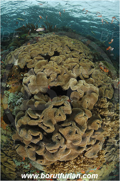 Komodo, Indonesia, Sarcophyton sp., Sarcophyton, Alcyoniidae, Cnidaria, Cnidarian, Leather coral, Coral, Reef