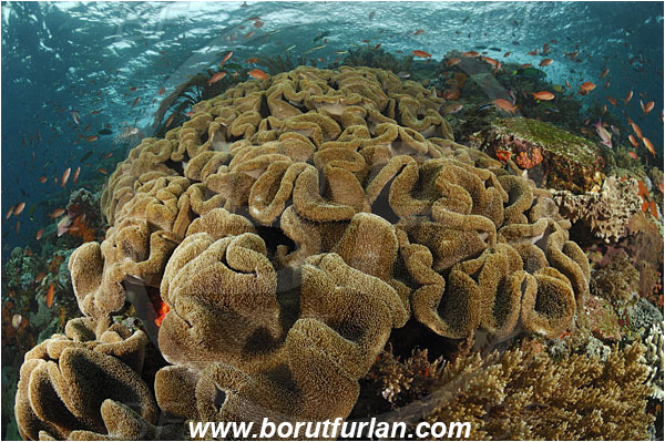 Komodo, Indonesia, Sarcophyton sp., Sarcophyton, Alcyoniidae, Cnidaria, Cnidarian, Leather coral, Coral, Reef