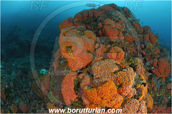 Komodo, Indonesia, Tubastraea faulkneri, Tubastraea, Dendrophylliidae, Sun coral, Cup coral, Coral, Anthozoa, Cnidaria, Cnidarian, Reef