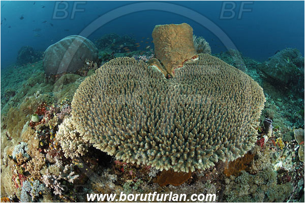 Komodo, Indonesia, Acropora latistella, Acropora, Acroporidae, Table Coral, Coral, Anthozoa, Cnidaria, Cnidarian, Reef