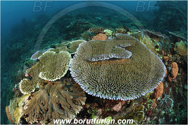 Komodo, Indonesia, Acropora acuminata, Acropora, Acroporidae, Table Coral, Coral, Anthozoa, Cnidaria, Cnidarian, Reef