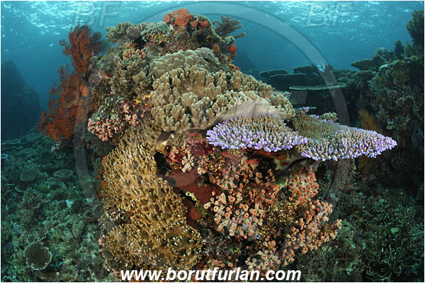 Komodo, Indonesia, Acropora acuminata, Acropora, Acroporidae, Table Coral, Sinularia sp., Sinularia, Alcyoniidae, Digitate leather coral, Leather coral, Coral, Anthozoa, Cnidaria, Cnidarian, Reef