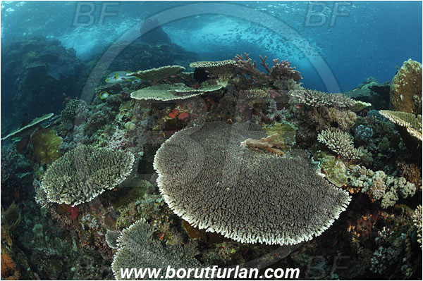 Komodo, Indonesia, Acropora latistella, Acropora, Acroporidae, Table Coral, Coral, Anthozoa, Cnidaria, Cnidarian, Reef