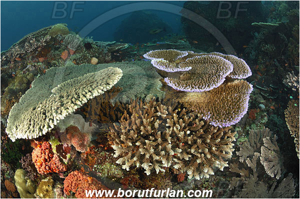 Komodo, Indonesia, Acropora latistella, Acropora acuminata, Acropora, Acroporidae, Table Coral, Coral, Anthozoa, Cnidaria, Cnidarian, Reef