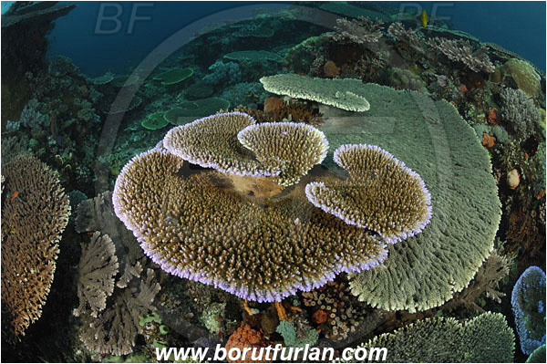 Komodo, Indonesia, Acropora acuminata, Acropora, Acroporidae, Table Coral, Coral, Anthozoa, Cnidaria, Cnidarian, Reef