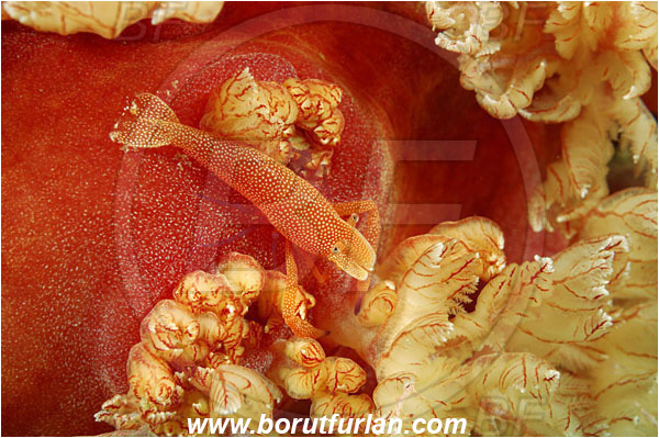 Komodo, Indonesia, Hexabranchus sanguineus, Hexabranchus, Spanish Dancer, Nudibranch, Sea slug, Hexabranchidae, Gastropoda, Mollusca, Mollusc, Periclimenes imperator, Periclimenes, Palaemonidae, Decapoda, Emperor Shrimp, Shrimp, Crustacea, Crustacean