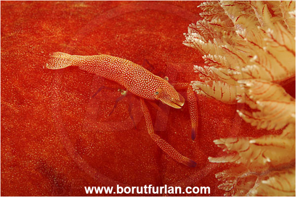 Komodo, Indonesia, Hexabranchus sanguineus, Hexabranchus, Spanish Dancer, Nudibranch, Sea slug, Hexabranchidae, Gastropoda, Mollusca, Mollusc, Zenopontonia rex, Zenopontonia, Palaemonidae, Decapoda, Emperor Shrimp, Shrimp, Crustacea, Crustacean