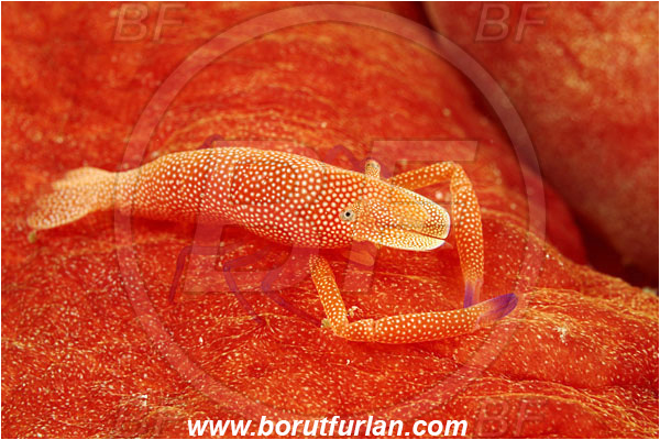 Komodo, Indonesia, Hexabranchus sanguineus, Hexabranchus, Spanish Dancer, Nudibranch, Sea slug, Hexabranchidae, Gastropoda, Mollusca, Mollusc, Periclimenes imperator, Periclimenes, Palaemonidae, Decapoda, Emperor Shrimp, Shrimp, Crustacea, Crustacean