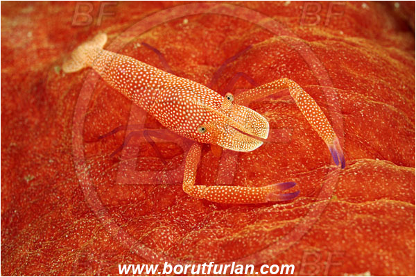 Komodo, Indonesia, Hexabranchus sanguineus, Hexabranchus, Spanish Dancer, Nudibranch, Sea slug, Hexabranchidae, Gastropoda, Mollusca, Mollusc, Periclimenes imperator, Periclimenes, Palaemonidae, Decapoda, Emperor Shrimp, Shrimp, Crustacea, Crustacean