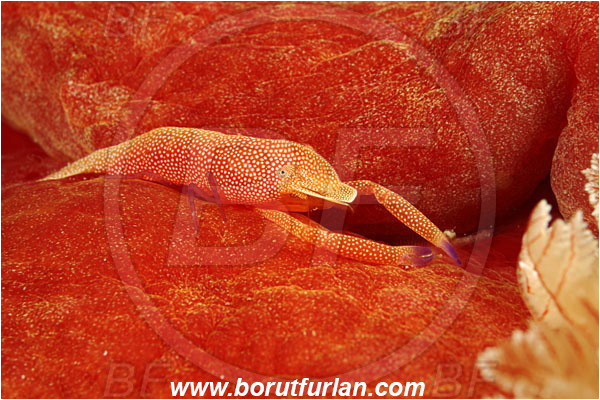 Komodo, Indonesia, Hexabranchus sanguineus, Hexabranchus, Spanish Dancer, Nudibranch, Sea slug, Hexabranchidae, Gastropoda, Mollusca, Mollusc, Periclimenes imperator, Periclimenes, Palaemonidae, Decapoda, Emperor Shrimp, Shrimp, Crustacea, Crustacean