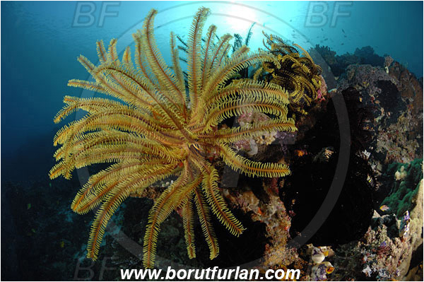 Komodo, Indonesia, Crinoid, Crinoidea, Feather star, Echinodermata, Echinoderm, Reef
