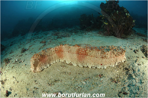 Komodo, Indonesia, Thelenota anax, Thelenota, Stichopodidae, Giant Sea Cucumber, Sea Cucumber, Holothuroidea, Holothurian, Echinodermata, Echinoderm, Reef, Sand