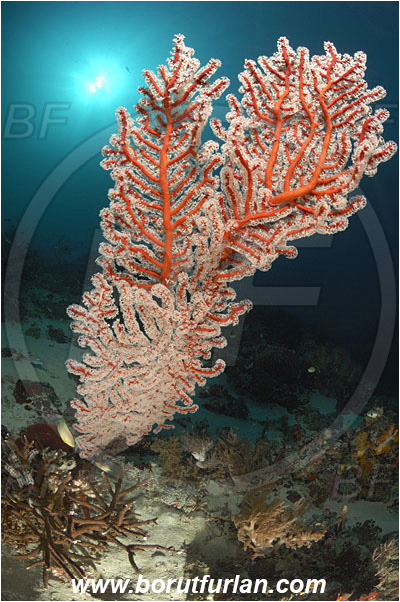 Komodo, Indonesia, Semperina rubra, Semperina, Anthothelidae, Red sea fan, Sea fan, Coral, Cnidaria, Cnidarian, Reef