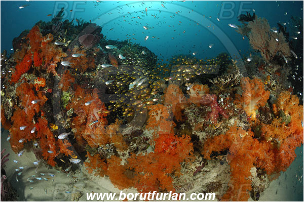 Komodo, Indonesia, Dendronephthya sp., Dendronephthya, Nephtheidae, Soft coral, Coral, Anthozoa, Cnidaria, Cnidarian, Parapriacanthus ransonneti, Parapriacanthus, Pempheridae, Glassfish, Glassy sweeper, Sweeper, Fish, Fish school, Reef