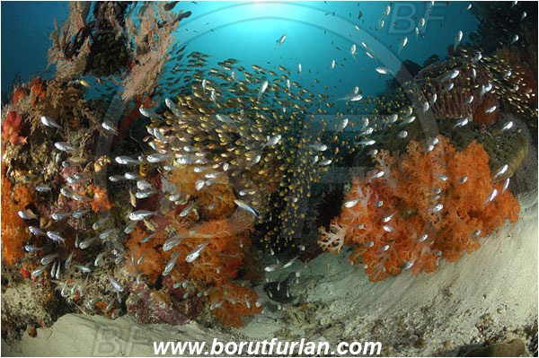 Komodo, Indonesia, Dendronephthya sp., Dendronephthya, Nephtheidae, Soft coral, Coral, Anthozoa, Cnidaria, Cnidarian, Reef, Parapriacanthus ransonneti, Parapriacanthus, Pempheridae, Glassfish, Glassy sweeper, Sweeper, Fish, Fish school