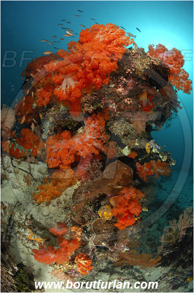 Komodo, Indonesia, Dendronephthya sp., Dendronephthya, Nephtheidae, Soft coral, Coral, Anthozoa, Cnidaria, Cnidarian, Reef