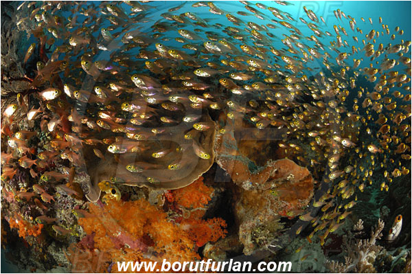 Komodo, Indonesia, Dendronephthya sp., Dendronephthya, Nephtheidae, Soft coral, Coral, Anthozoa, Cnidaria, Cnidarian, Reef, Parapriacanthus ransonneti, Parapriacanthus, Pempheridae, Glassfish, Glassy sweeper, Sweeper, Fish, Fish school