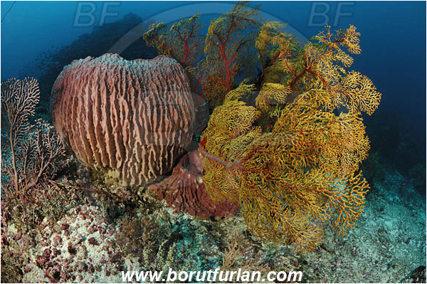 Komodo, Indonesia, Xestospongia testudinaria, Xestospongia, Petrosiidae, Red Barrel Sponge, Sponge, Porifera, Melithaea sp., Melithaea, Melithaeidae, Sea fan, Coral, Anthozoa, Cnidaria, Cnidarian, Reef